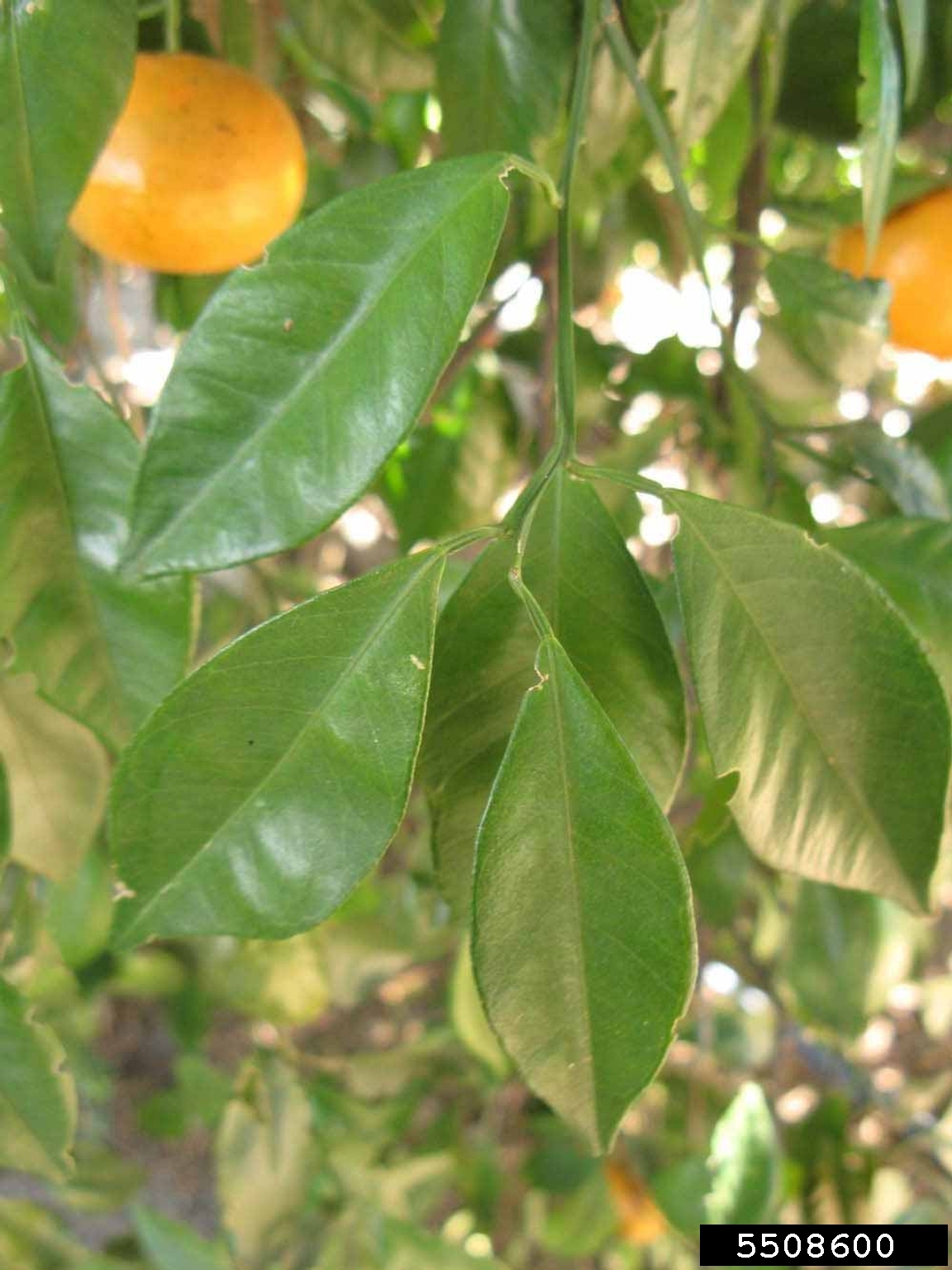 Changsha 'Sweet Frost' (Citrus reticulata)